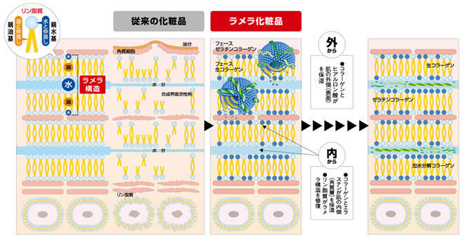 肌結果を求める人の化粧品「セルベスト リポコラージュ ラメラ ...