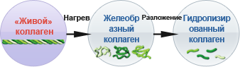 «Живой» коллаген→Нагрев→Желеобразный коллаген→Разложение→Гидролизированный коллаге