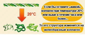 Если Вы оставите «живой» коллаген при температуре 20°C или выше в течение часа или более... То его структура изменится на желеобразный коллаген